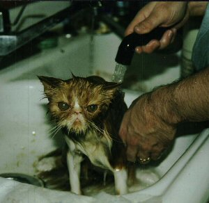 Rustie gets a bath