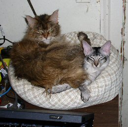 Zanskar sharing cat bed