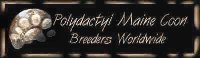 Polydactyl Maine Coon Breeders Worldwide Banner